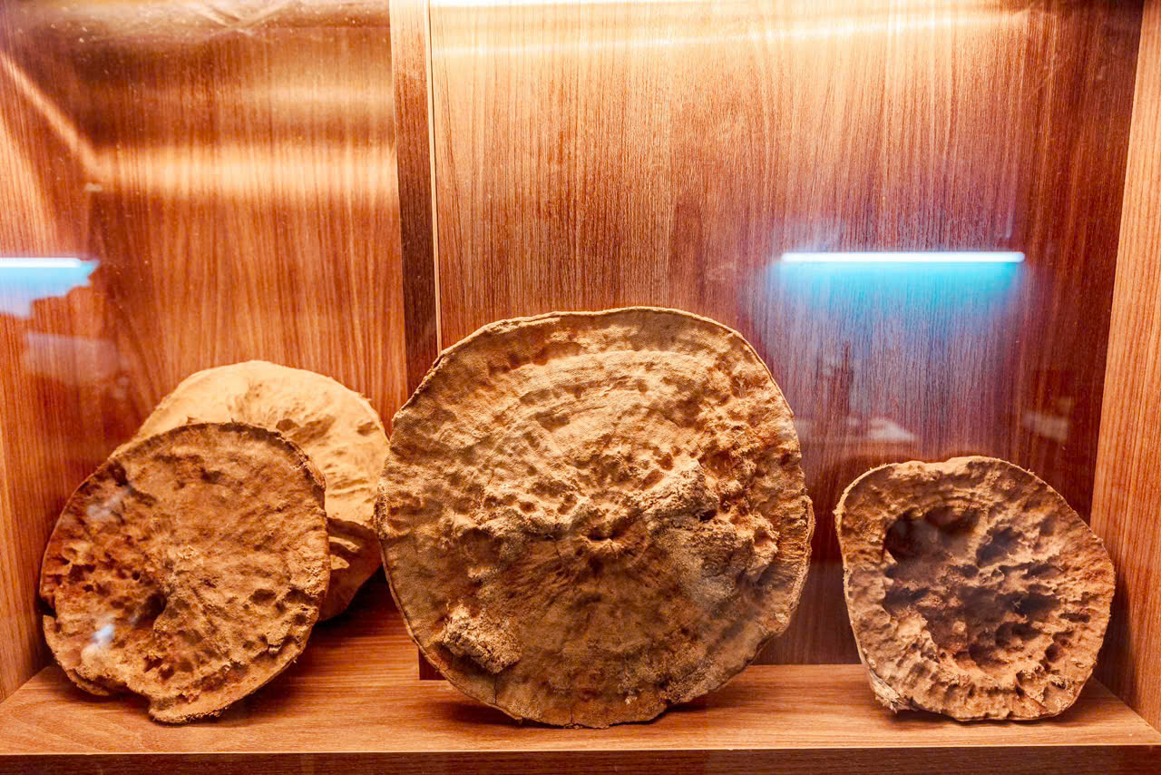 Sự khác biệt giữa Kỳ Nam và Trầm Hương – Vì sao Kỳ Nam đắt gấp 10 lần?